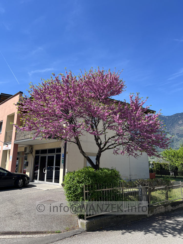 Cercis siliquastrum - 02.jpg